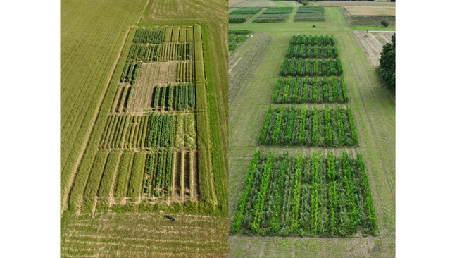 Zwischenfruchtanbau mit Ackerbohnen und Weizen auf einen Feld Zwischenfruchtanbau mit Ackerbohnen und Weizen auf einen Feld