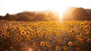 Sonnenblumenfeld Sonnenblumenfeld