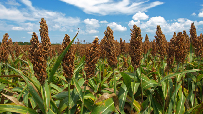 Sorghumhirse auf einem Feld Sorghumhirse auf einem Feld