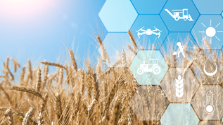 Weizenfeld und digitale Bilder aus der Landwirtschaft Weizenfeld und digitale Bilder aus der Landwirtschaft