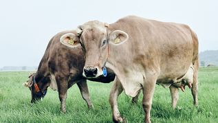 verweist auf: DigiMilch Zwei Rinder auf der Weide (verweist auf: DigiMilch)