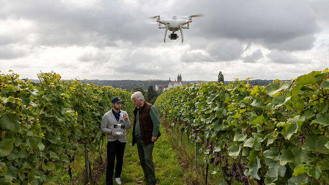 Drohne über Weinreben Drohne über Weinreben