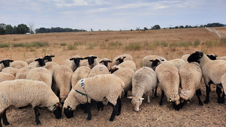 verweist auf: LANDNETZ Schafe (verweist auf: LANDNETZ)