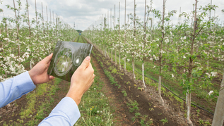 Landwirt mit Tablet vor Obstbäumen Landwirt mit Tablet vor Obstbäumen