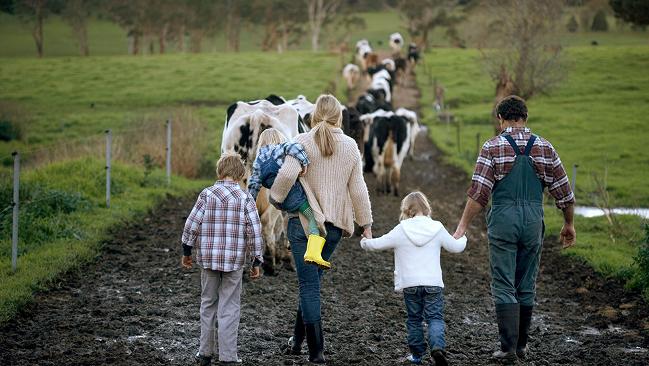 Familie läuft hinter einer Kuhherde Familie läuft hinter einer Kuhherde