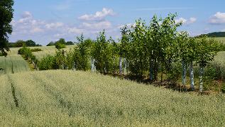 Streifenförmiger Anbau von Gehölzen auf Acker (verweist auf: Forschungs- und Entwicklungsvorhaben "Potenziale von Agroforst- und Agri-PV-Systemen für die Maximierung von Humusaufbau und Kohlenstoffspeicherung auf landwirtschaftlichen Flächen" ("HUMAX") (FuE))