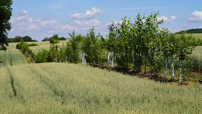 Streifenförmiger Anbau von Gehölzen auf Acker