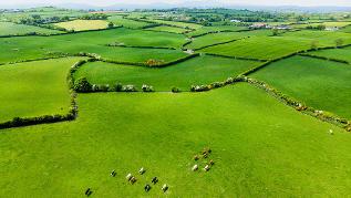 Grüne Wiesen, Obstbäume, kleine Kuhherde (verweist auf: Modell- und Demonstrationsvorhaben "Humusaufbau in landwirtschaftlich genutzten Böden – Schwerpunkt Ackerbau" (MuD))