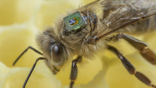 Biene mit RFID-Transponder