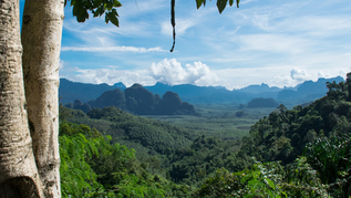 Wald in Thailand