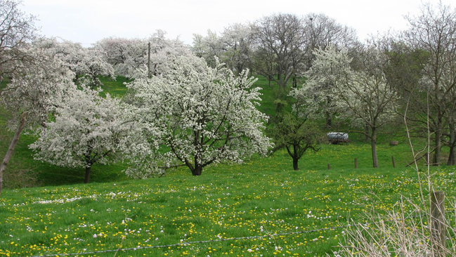 Streuobstwiese