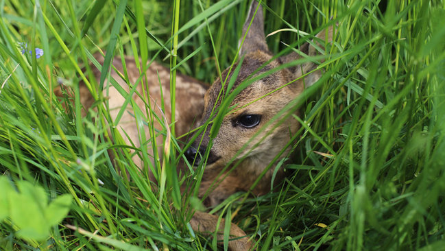 Rehkitz im Gras Rehkitz im Gras