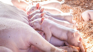 Sau mit Ferkeln (verweist auf: Bundesprogramm Umbau der Tierhaltung startet)