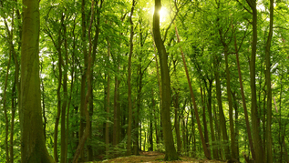 Buchenwald (verweist auf: Nachhaltige Waldwirtschaft)