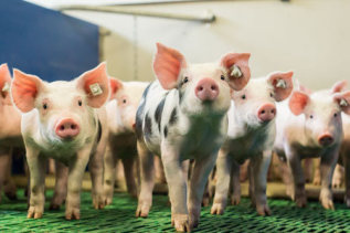 Ferkel im Stall