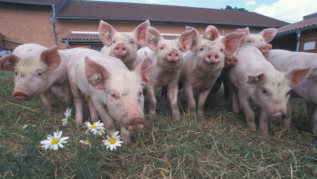 Ferkel (verweist auf: Ökologischer Landbau)