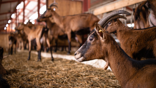 Ziegen im Stall (verweist auf: Neue Bekanntmachung: Verbesserung des Tierwohls bei  Schafen und Ziegen)