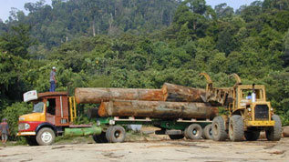 vor tropischem Wald werden Stämme auf Lastwagen geladen 