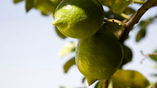 Lemons on a tree branch