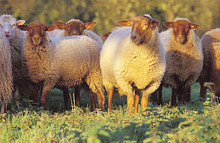 Sheeps on pasture