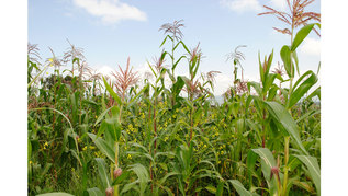 maize field 