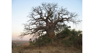 A Baobab tree