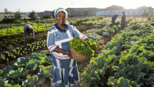 A vegetable garden in Africa A vegetable garden in Africa