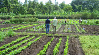 Testing Fields with People (refer to: International Research Cooperation)