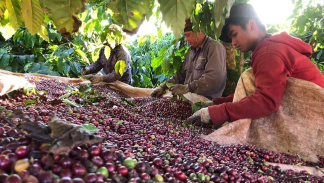 Coffee berry harvest at the plantation Coffee berry harvest at the plantation