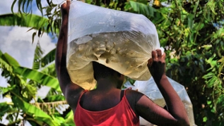 Women transporting fingerlings in a plastic bag Women transporting fingerlings in a plastic bag