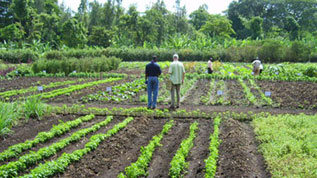 vegetable field (refer to: International research cooperation)