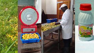 Production of guave nectar