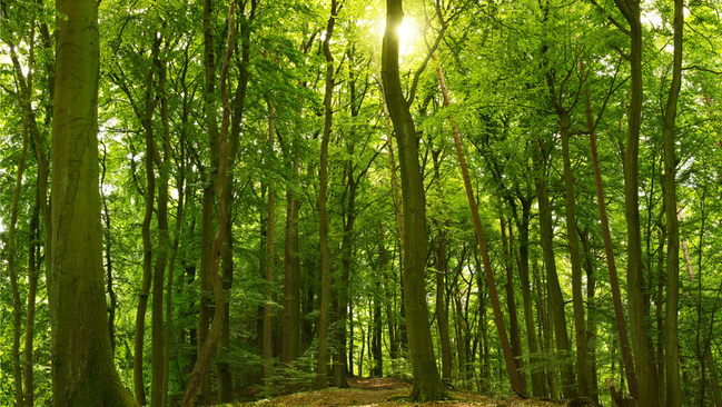 Beech Forest