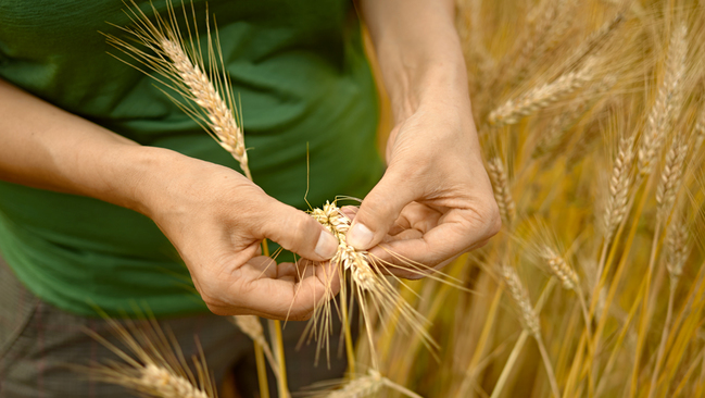 Grain Grain